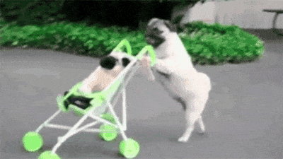 A pug pushing a toy stroller